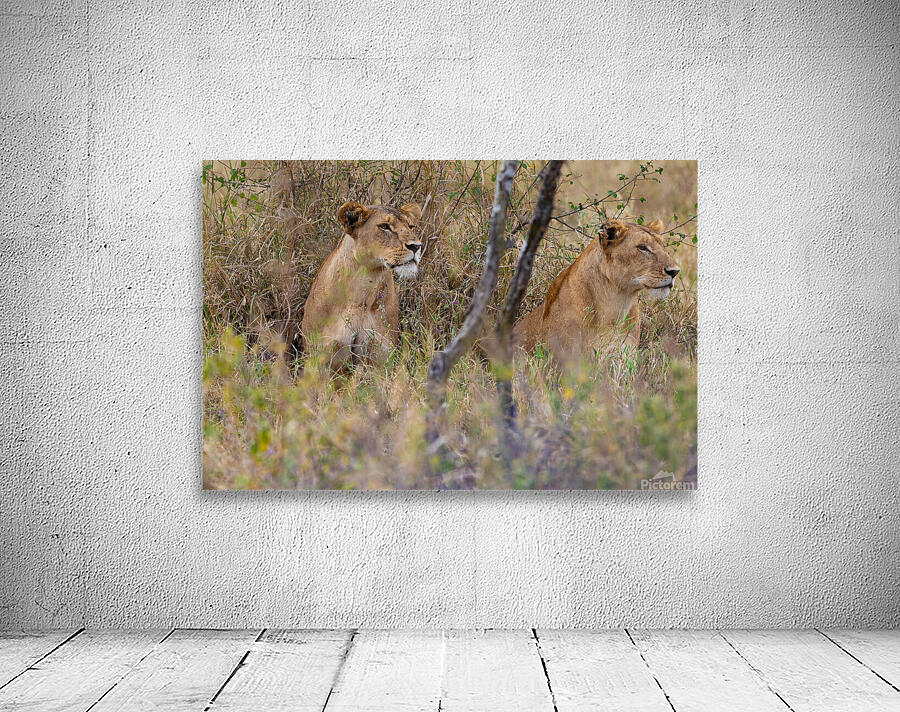 Lion 0495 Wall Preview