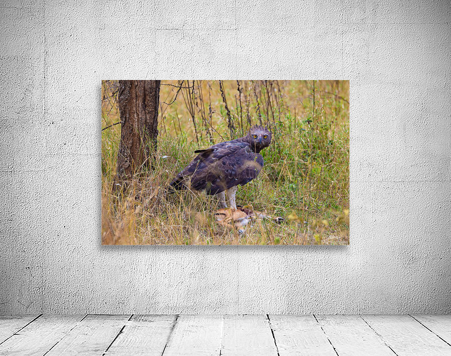 Marshall Eagle 0491 Wall Preview