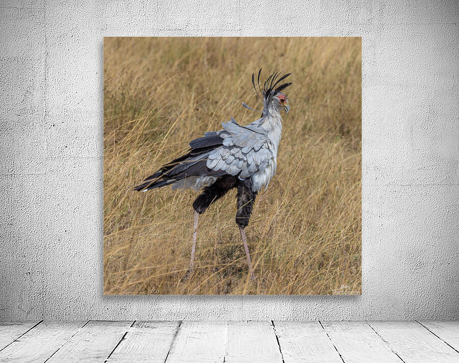 Secretarybird 0299 Wall Preview