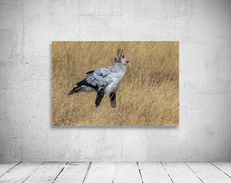 Secretarybird 0297 Wall Preview