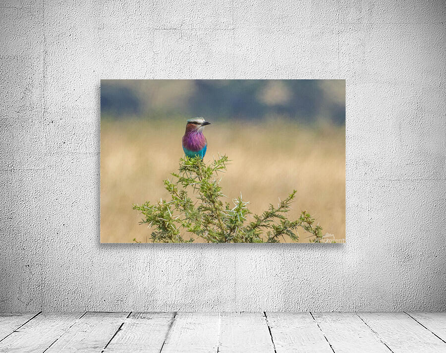 Lilac Breasted Roller 0301 Wall Preview