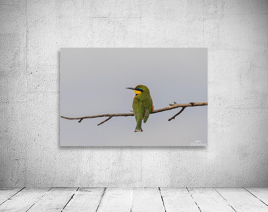 Cinnamon Chested Bee eater 0575 Wall Preview