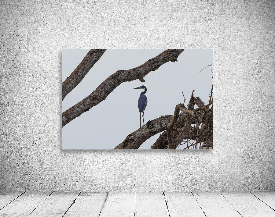 Black Headed Heron 0370 Wall Preview