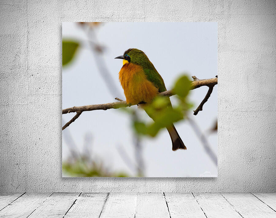 Cinnamon Chested Bee eater 0572 Wall Preview