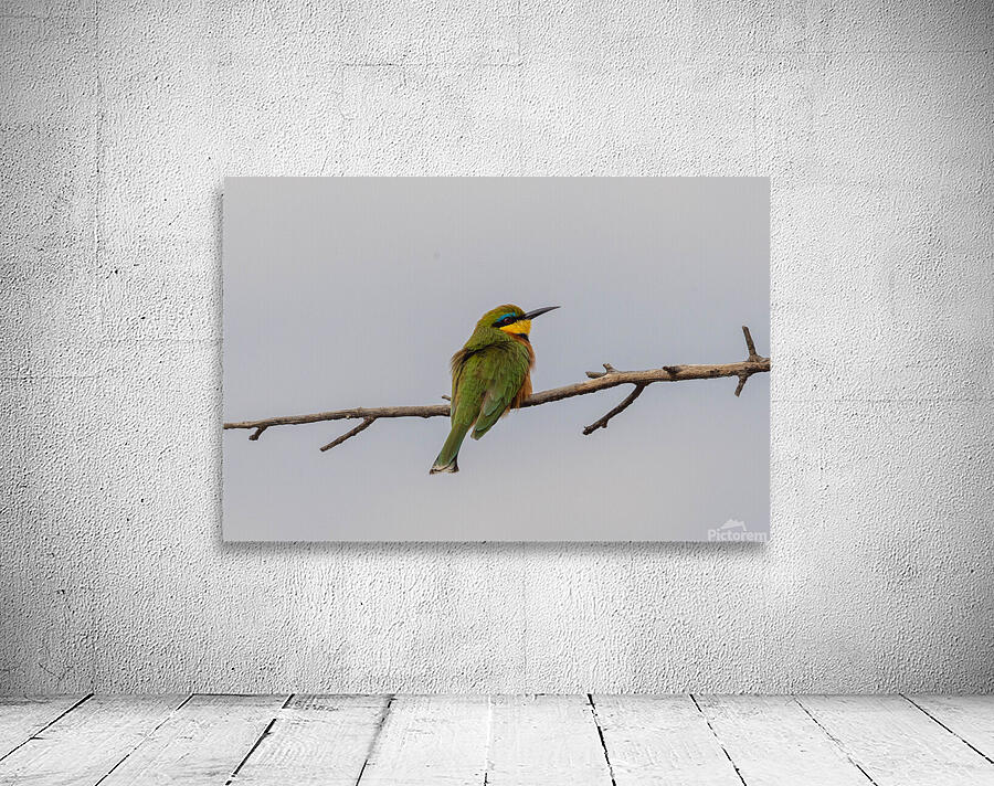 Cinnamon Chested Bee eater 0574 Wall Preview