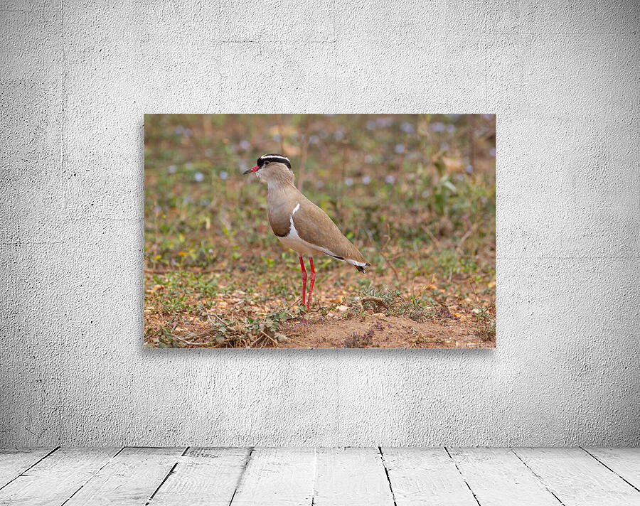 Crowned Lapwing 0414 Wall Preview