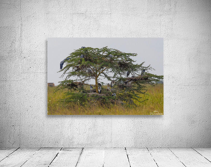 Black Headed Heron 0367 Wall Preview