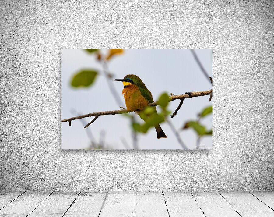 Cinnamon Chested Bee eater 0569 Wall Preview