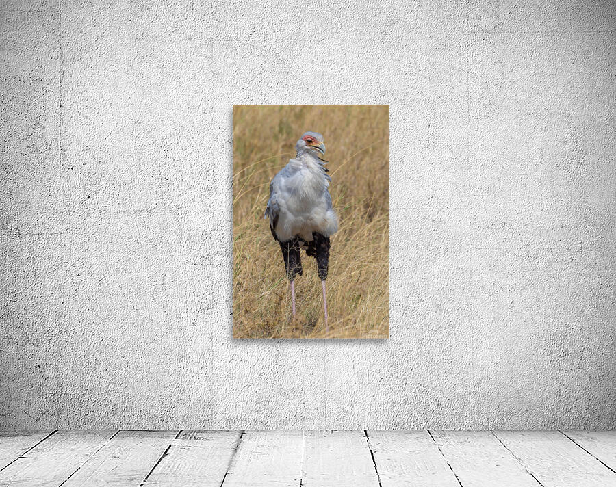 Secretarybird 0295 Wall Preview
