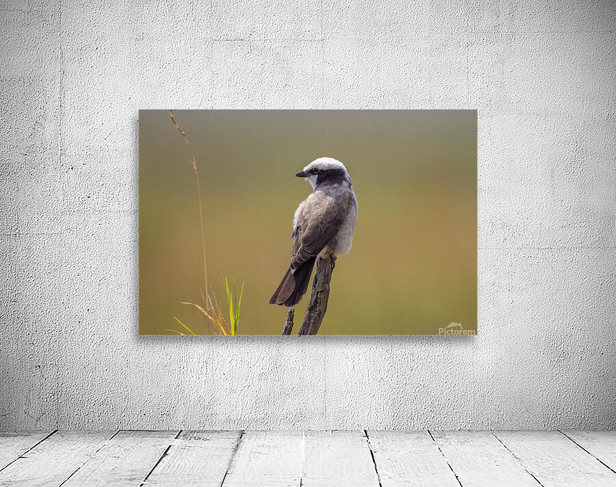 White rumped Shrike 0321 Wall Preview