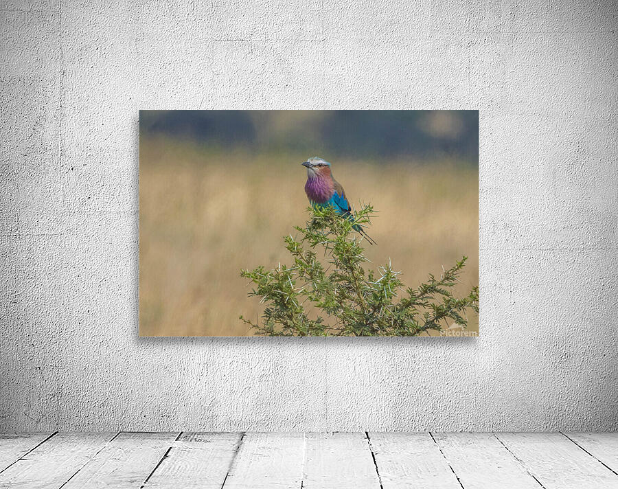 Lilac Breasted Roller 0305 Wall Preview