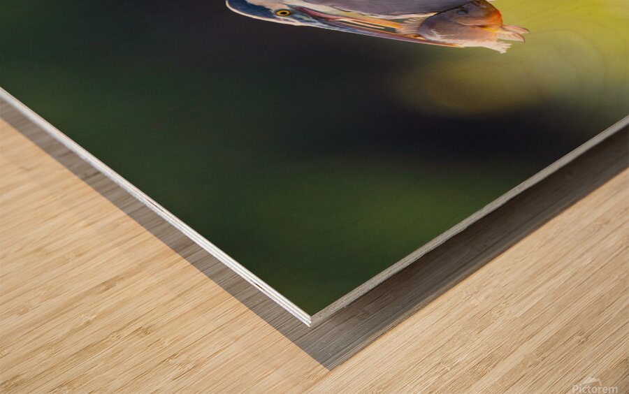 Great Blue Heron 2670 Wood print