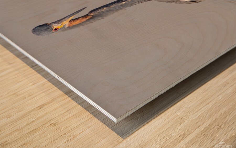 Tri colored Heron 3060 Wood print