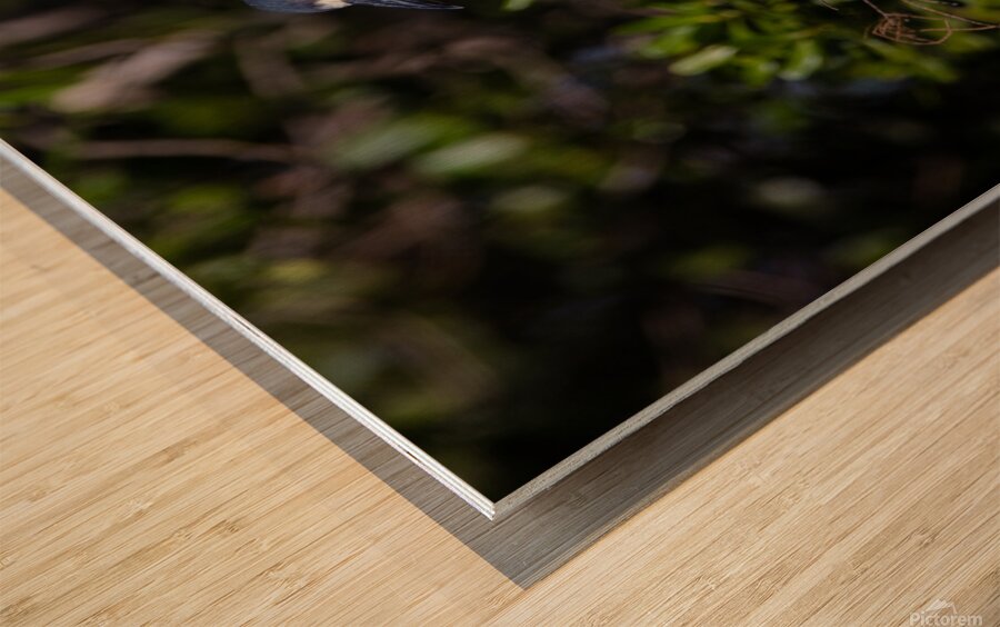 Black crowned Night Heron 9350 Wood print