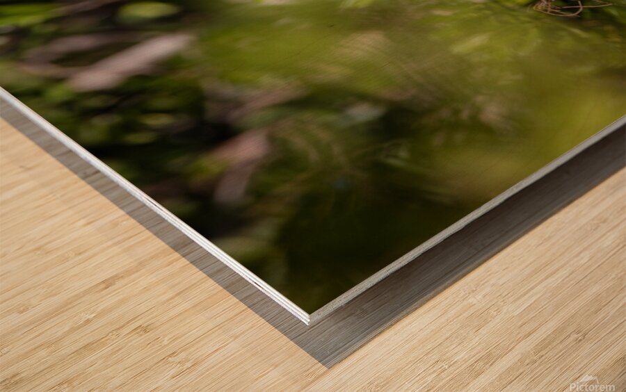 Black crowned Night Heron 9328 Wood print