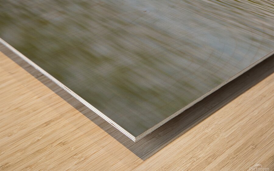 Little Blue Heron 3242 Wood print