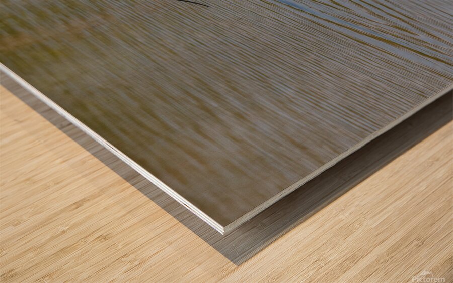 American Avocet 1828 Wood print