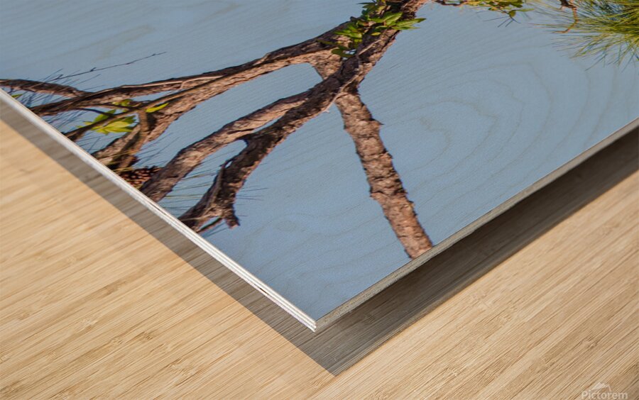 Bald Eagle 9148 Wood print