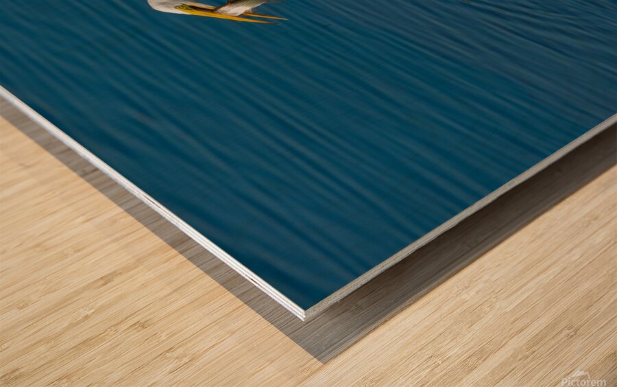 Great Egret 3460 Wood print