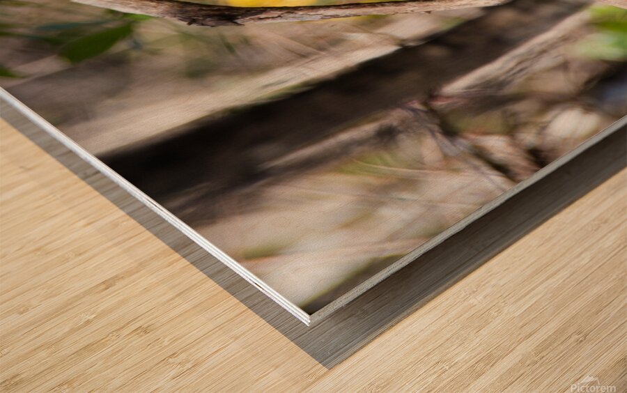 Pileated Woodpecker 7819 Wood print