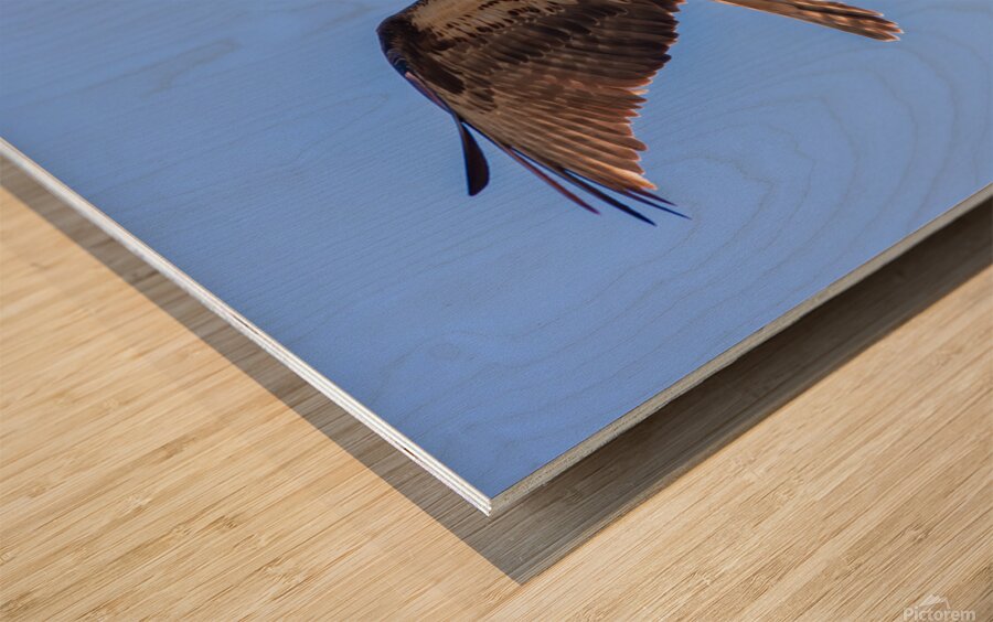 Osprey 5011 Wood print