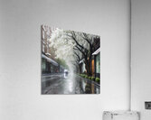 Flowering street trees-Acrylic Prints Acrylic Print