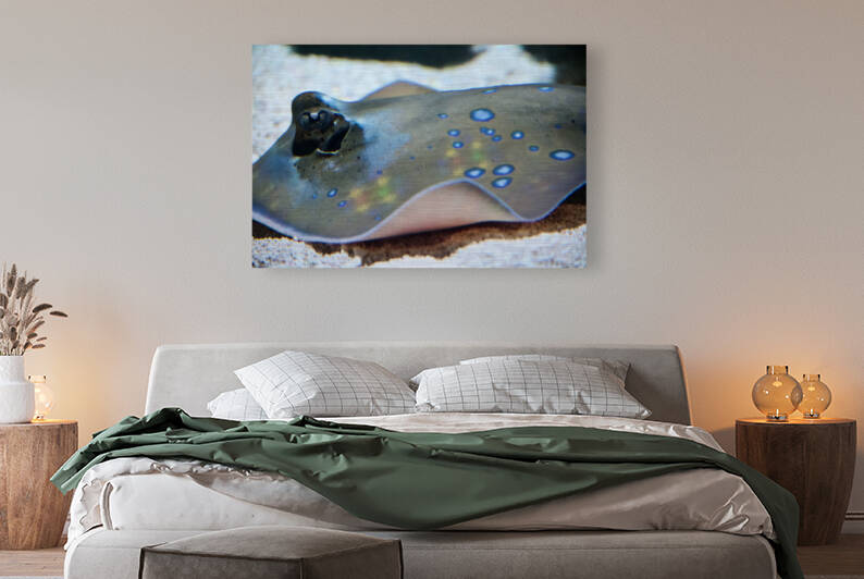 Untitled  Reproduction