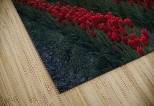 Sunset on Earth Day  Paul Harrett Photography puzzle