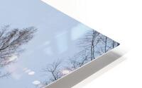 Winter Trees HD Metal print