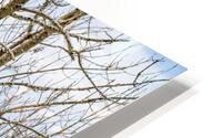 Norway Winter 1 HD Metal print
