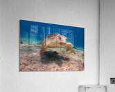 IMG 3843 Loggerhead Turtle Acrylic Print