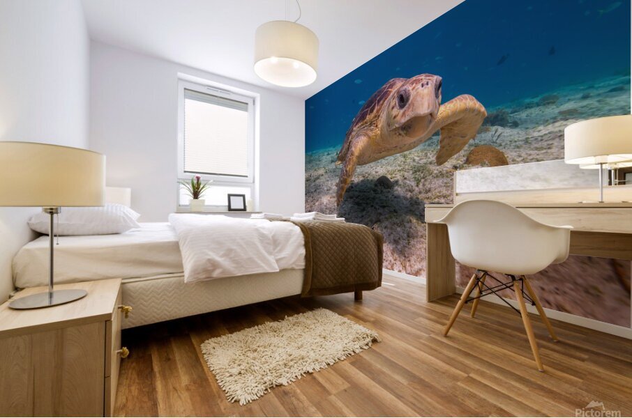 IMG 3843 Loggerhead Turtle Mural print