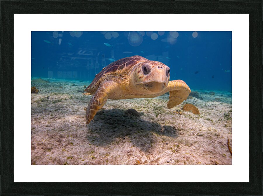 IMG 3843 Loggerhead Turtle Picture Frame print