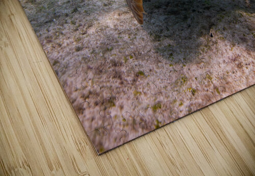 IMG 3843 Loggerhead Turtle Captain Rob Photography puzzle