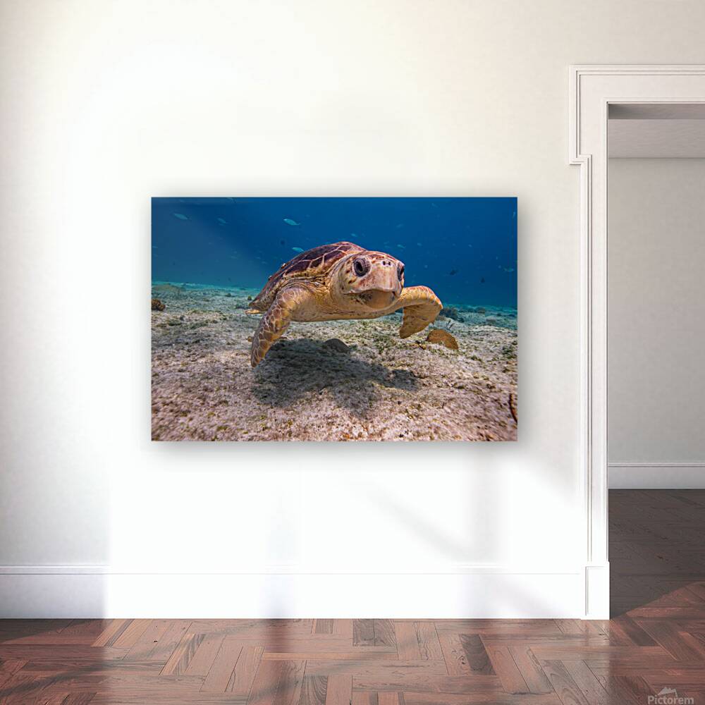 IMG 3843 Loggerhead Turtle Reproduction