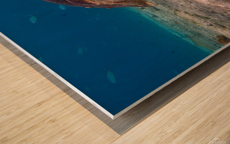 IMG 3843 Loggerhead Turtle Wood print