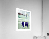 Border Cow Acrylic Print