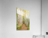  RON2945 Acrylic Print