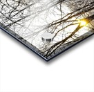 Through the Icy Trees Acrylic print
