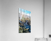 Brook through the Forest Acrylic Print