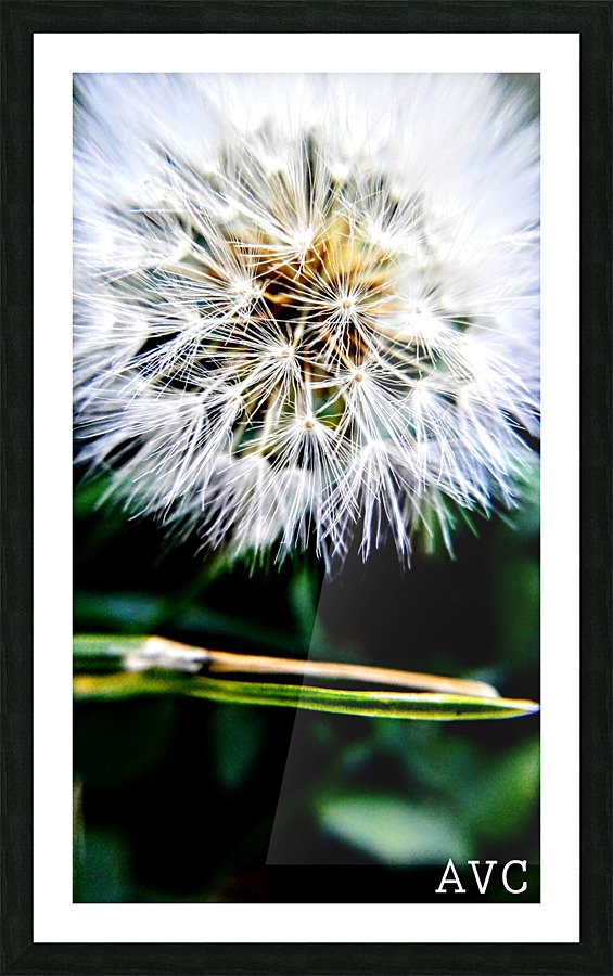 Dandelion Fluff Picture Frame print