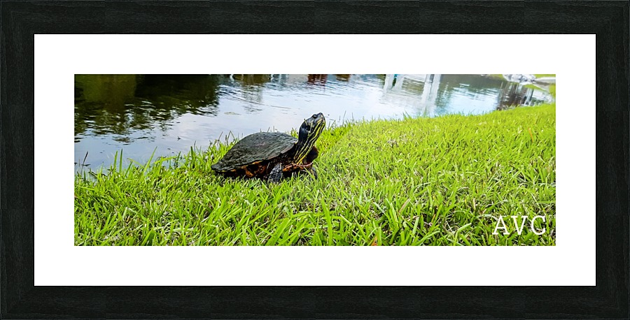 Turtle Portrait Picture Frame print