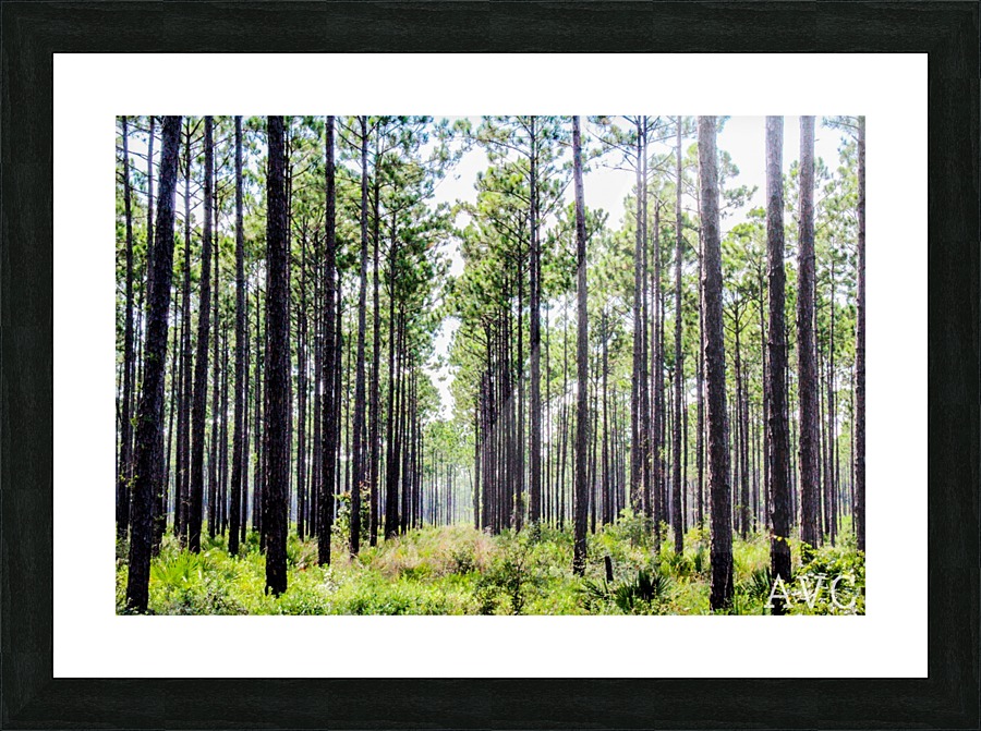 Forest Escape Picture Frame print