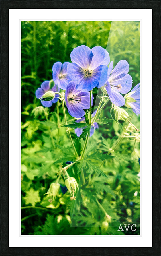 Periwinkle Picture Frame print