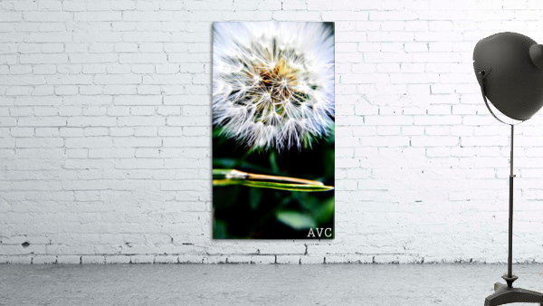 Dandelion Fluff Wall Preview