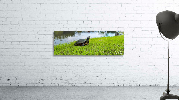 Turtle Portrait Wall Preview