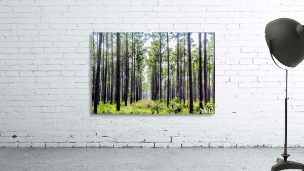 Forest Escape Wall Preview