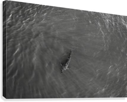 Great White B&W Canvas Print