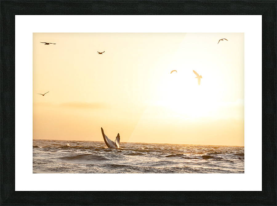 Whale Tail Picture Frame print