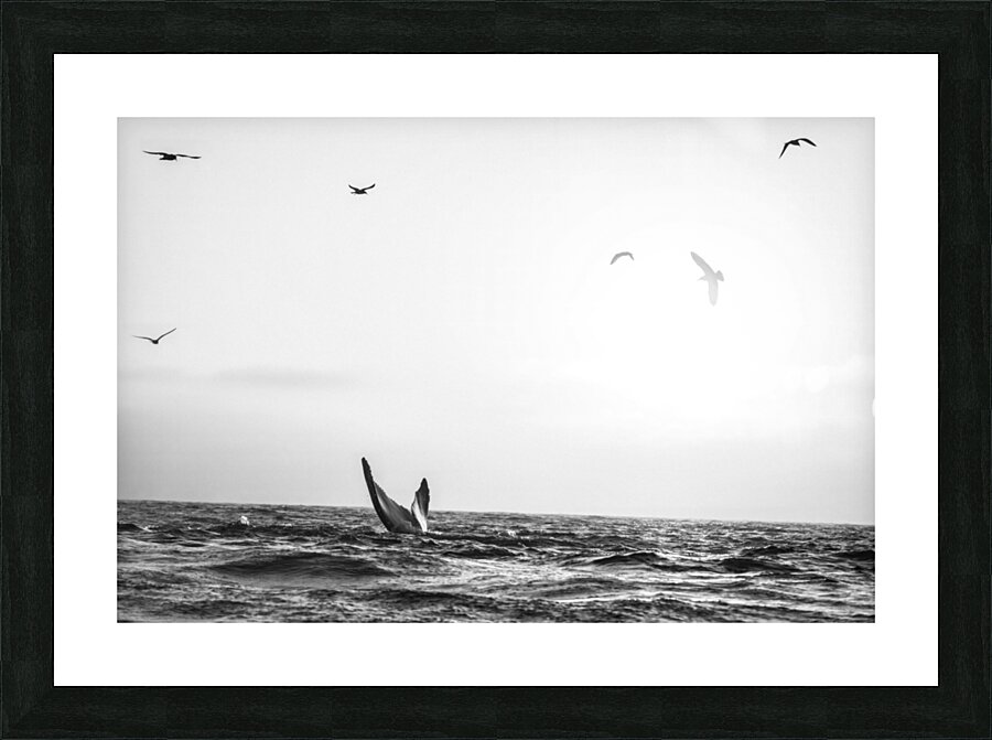 Whale Tail B&W Picture Frame print